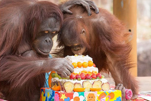 62nd birthday 
